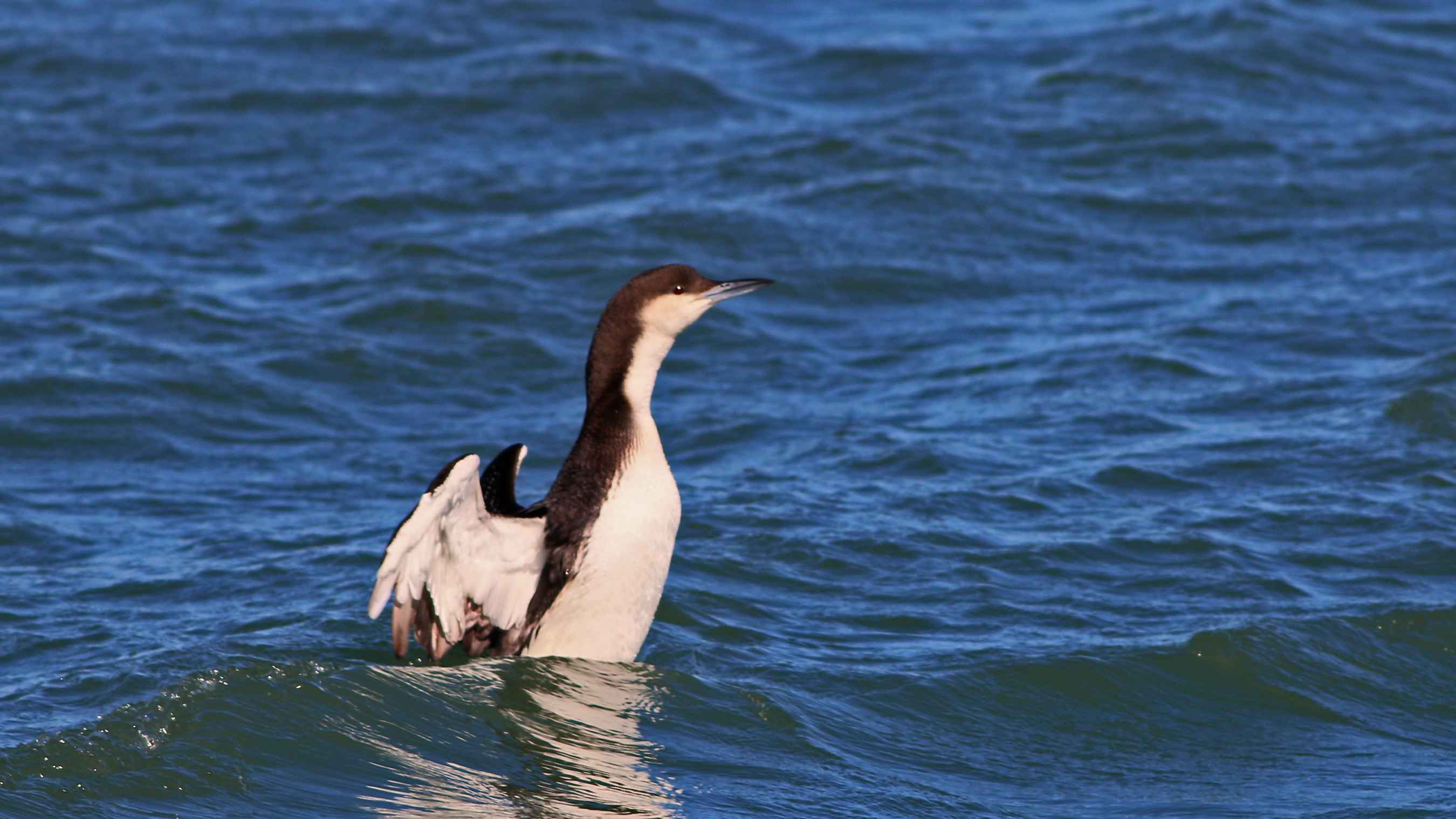 Arctic Loon
